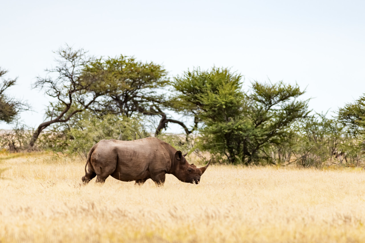 Self-drive safari in freedom