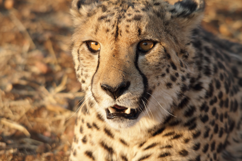Cheetah in Namibia