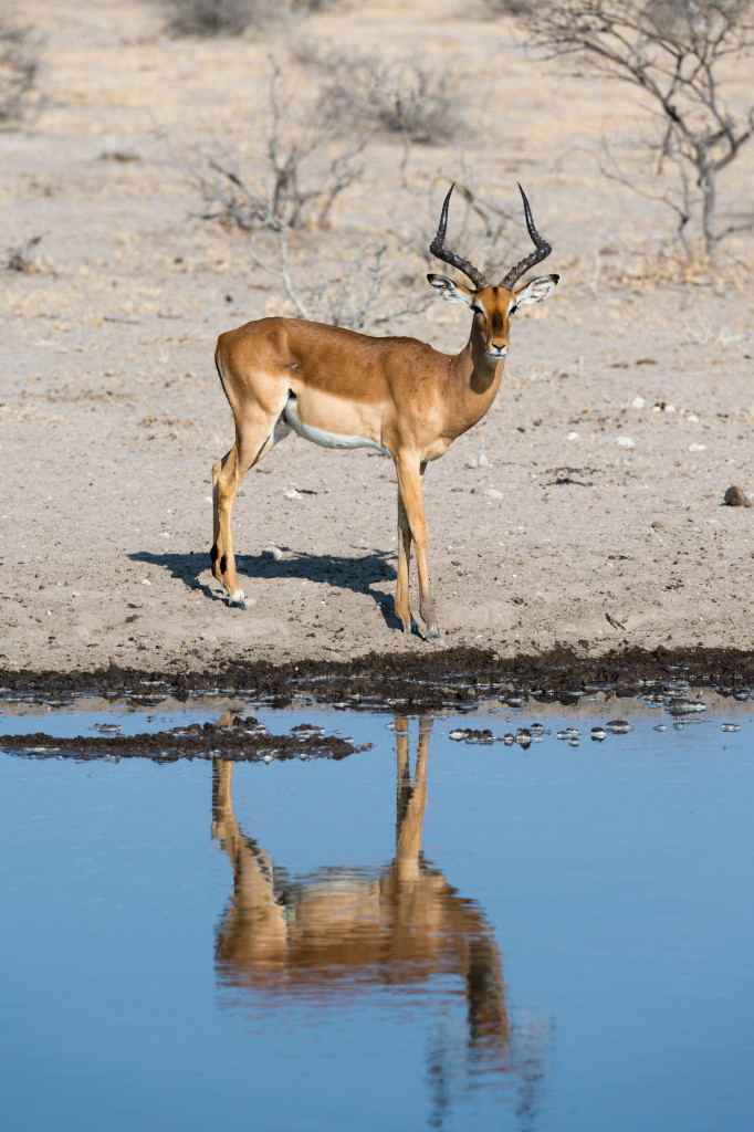 Etosha National Park in Namibia