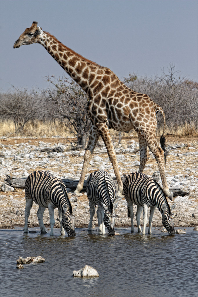 Etosha National Park in Namibia
